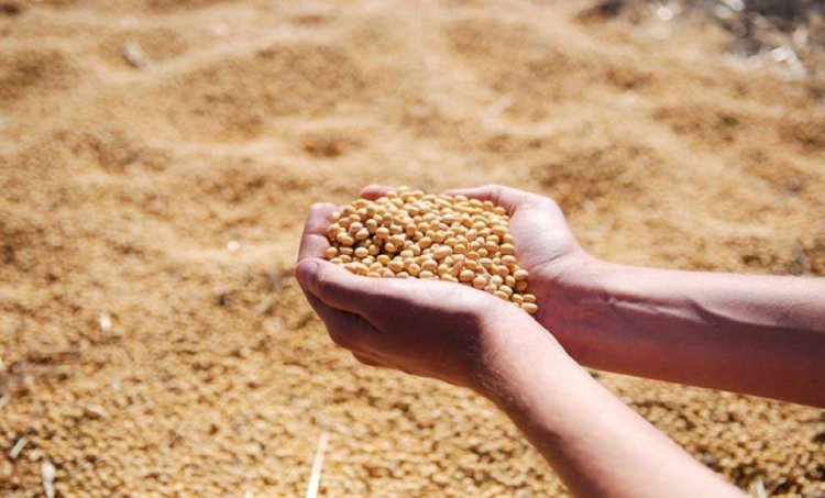Goiás abre nesta quinta-feira (18) a colheita da soja
