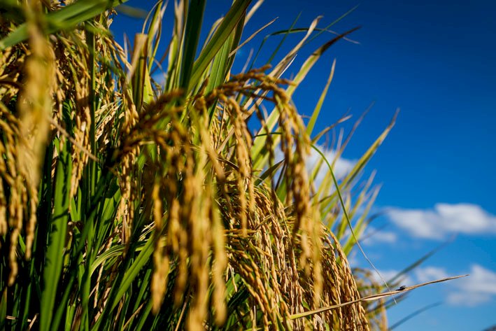 AGRICULTURA: Goiás deve colher 129,2 mil toneladas de arroz