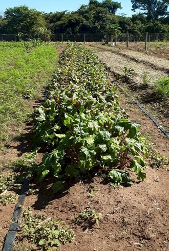 Alimentação escolar: Prefeitura valoriza agricultura familiar