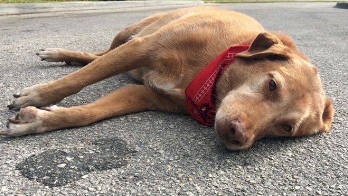 Deputados buscam tornar obrigatória a prestação de socorro a animais atropelados