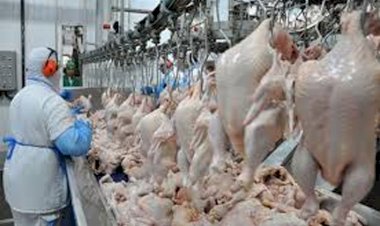 Goiás bate recorde no abate de frangos e cresce no de bovinos
