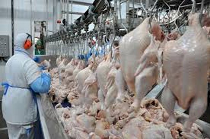Goiás bate recorde no abate de frangos e cresce no de bovinos