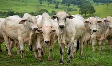 FCO aprova mais de R$ 36 milhões para modalidade Rural, em Goiás