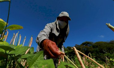 Agropecuária cria 6,4 mil vagas formais de trabalho em 2021