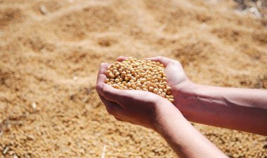 CAMPO: Goiás abre oficialmente a colheita da soja em Catalão