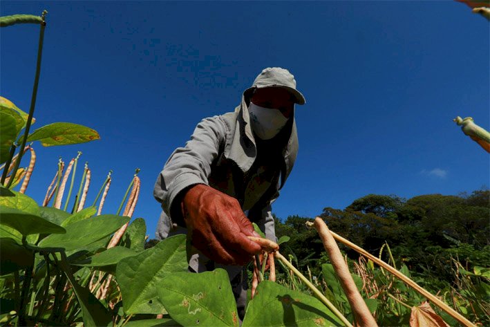 Agropecuária cria 6,4 mil vagas formais de trabalho em 2021