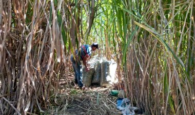 Com alto potencial produtivo, BRS Capiaçu alimenta rebanho na seca