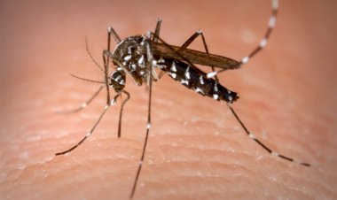 DENGUE: Boletim municipal alerta para os perigos da proliferação