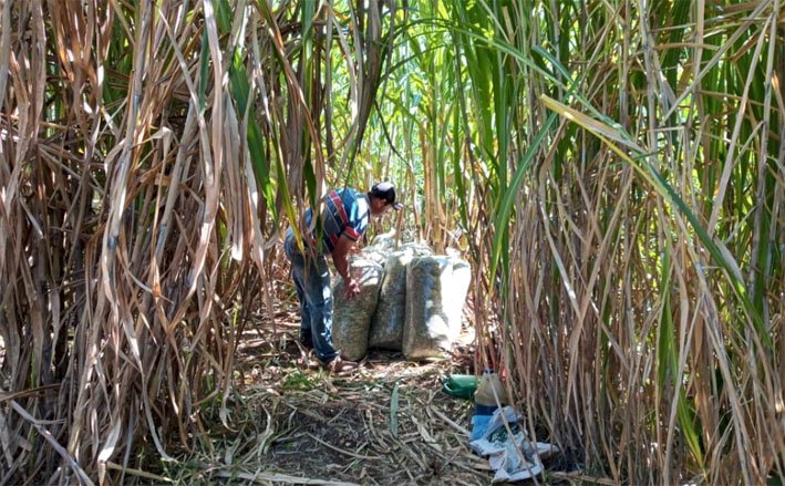 Com alto potencial produtivo, BRS Capiaçu alimenta rebanho na seca