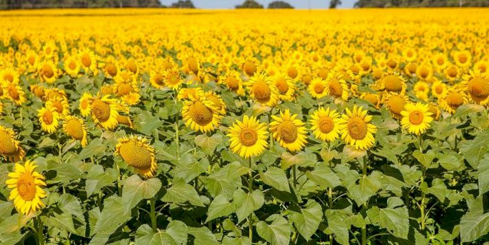 Edição de maio do Agro em Dados destaca a produção de girassol