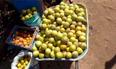 Banco de alimentos recebe doações de um Assentamento da cidade