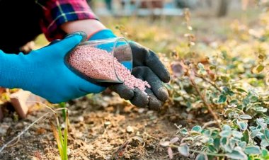Fertilizantes: Israelense Haifa Group planeja fabricação de adubos especiais no Brasil