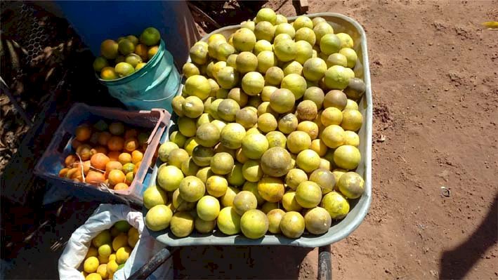 Banco de alimentos recebe doações de um Assentamento da cidade