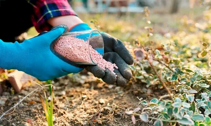 Fertilizantes: Israelense Haifa Group planeja fabricação de adubos especiais no Brasil