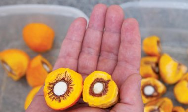 Variedade de pequi sem espinhos será lançada em novembro