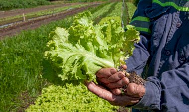 Agricultura familiar de Goiás será destaque na SuperAgos