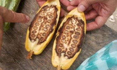 ALERTA: Nova praga devastadora é detectada no Amazonas