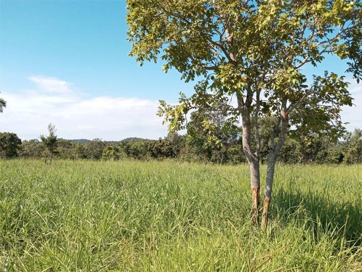 Integra Zebu apresenta primeiros resultados na Unidade Demonstrativa da cidade de Goiás