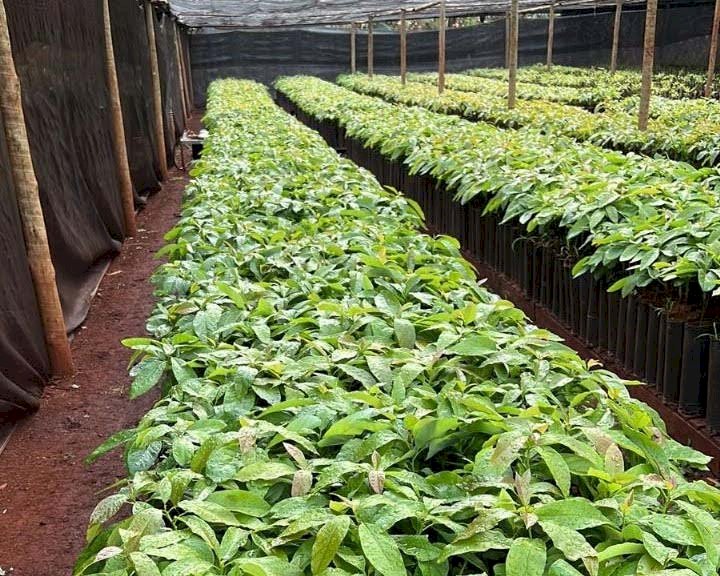 Sudoeste goiano deve se tornar referência em fruticultura