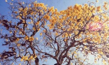 ARTIGO: PARÁ 2023-GOIÂNIA 2030: 17 objetivos globais de desenvolvimento sustentáveis locais