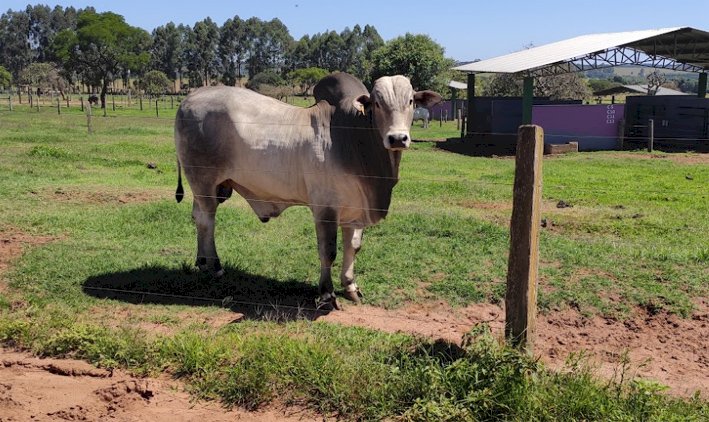 Sêmen bovino de alta fertilidade posiciona Seleon Biotecnologia como “Fábrica de Líderes de Sumários”