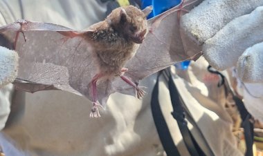 Agrodefesa alerta produtores de Goiás sobre riscos da raiva dos herbívoros na divisa com MG e MS