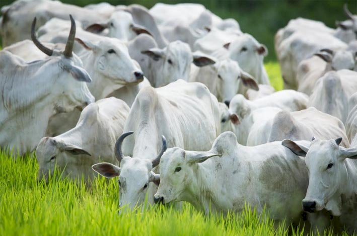 Agrodefesa alerta pecuaristas sobre o fim do prazo para declaração de rebanho