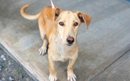 Estácio realiza feira de adoção de cães em Goiânia