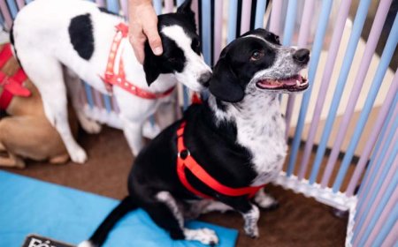 Passeio das Águas Shopping promove 7ª edição do Adota Pet com cerca de 30 animais para adoção