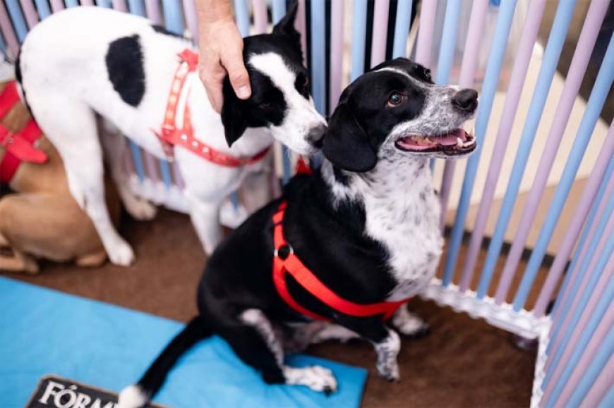 Passeio das Águas Shopping promove 7ª edição do Adota Pet com cerca de 30 animais para adoção