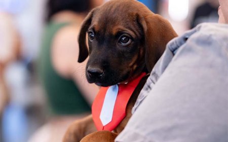 Passeio das Águas Shopping recebe 25 animais para adoção na 8ª edição do Adota Pet 