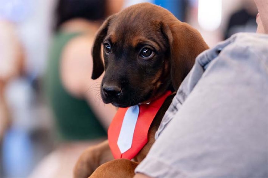 Passeio das Águas Shopping recebe 25 animais para adoção na 8ª edição do Adota Pet 
