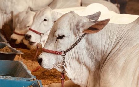 Flamboyant Agropecuária leva 17 exemplares de alto valor genético à 54ª Expoinel