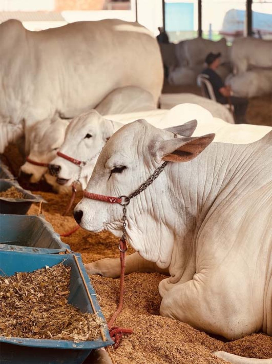 Flamboyant Agropecuária leva 17 exemplares de alto valor genético à 54ª Expoinel