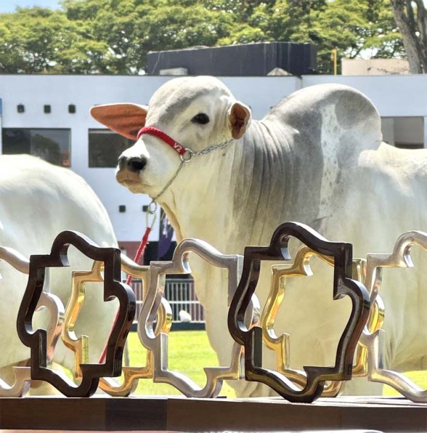 Flamboyant Agropecuária reforça seu protagonismo no disputado mercado agropecuário brasileiro
