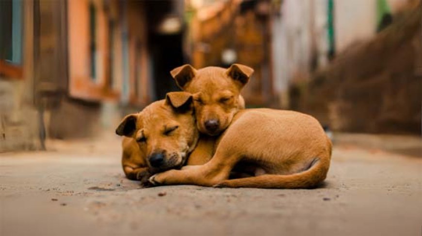 Prefeitura de Jataí rompe parceria com protetoras de animais e gera repercussão