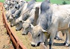 Proibição de antibióticos na engorda animal acelera mudança de modelo na pecuária