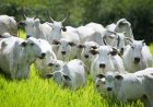Semana de Combate e Prevenção à Brucelose Bovina começa dia 25