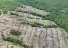 Meio Ambiente: Goiás reduz desmatamento em 44% e avança no controle ambiental em 2025