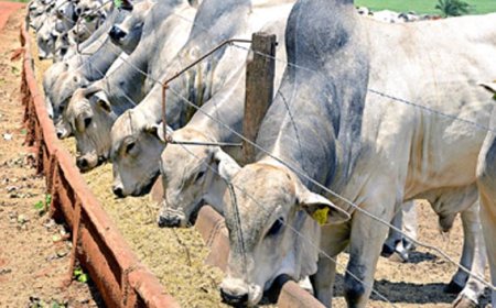 Proibição de antibióticos na engorda animal acelera mudança de modelo na pecuária