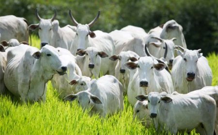 Semana de Combate e Prevenção à Brucelose Bovina começa dia 25