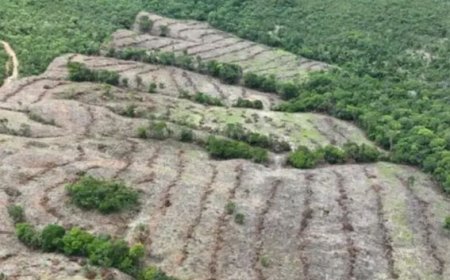 Meio Ambiente: Goiás reduz desmatamento em 44% e avança no controle ambiental em 2025