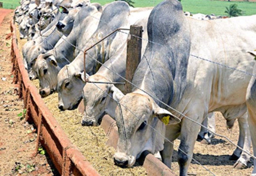 Proibição de antibióticos na engorda animal acelera mudança de modelo na pecuária