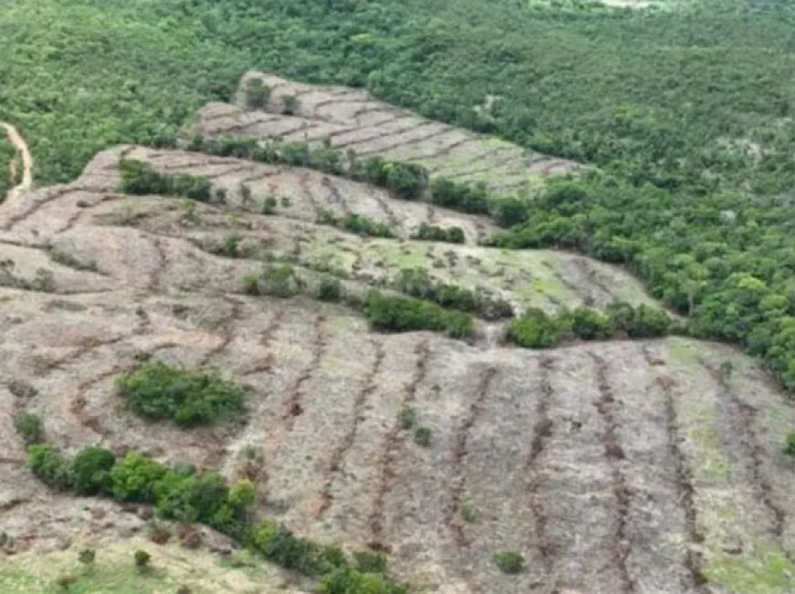 Meio Ambiente: Goiás reduz desmatamento em 44% e avança no controle ambiental em 2025