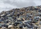 MEIO AMBIENTE: Goiás avança no fim dos lixões e já regularizou quase 74% dos municípios