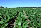 Agronegócio: Goiás reduz imposto sobre feijão para fortalecer produtores e ampliar competitividade