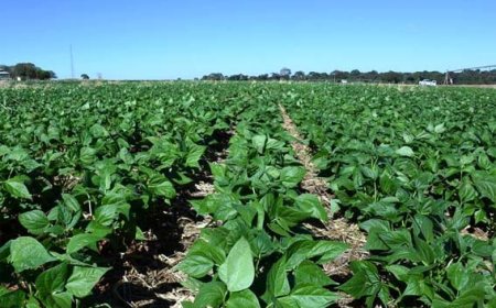 Agronegócio: Goiás reduz imposto sobre feijão para fortalecer produtores e ampliar competitividade