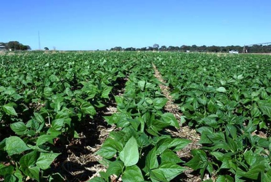 Agronegócio: Goiás reduz imposto sobre feijão para fortalecer produtores e ampliar competitividade